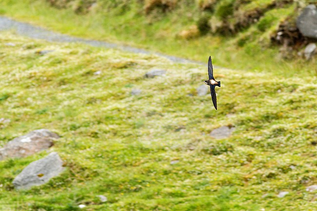 Vagrant White-throated Needletail (Hirundapus caudacutus) in Scotland stock-image by Agami/Josh Jones,