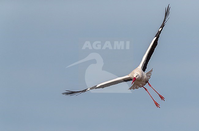 White Stork, Ciconia ciconia, in center of town of Valkenburg, in Zuid-Holland province, Netherlands. stock-image by Agami/Marc Guyt,