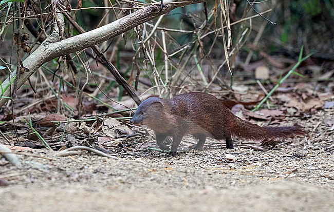 Javan mongoose (Urva javanica) in Vietnam. stock-image by Agami/Pete Morris,