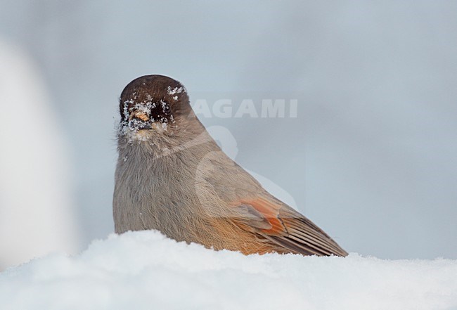 Taigagaai in de sneeuw, Siberian Jay in the snow stock-image by Agami/Markus Varesvuo,