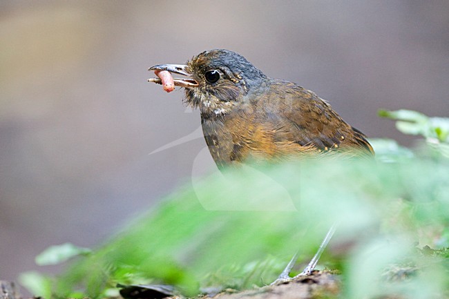 Allen Mierpitta met voer; Moustached Antpitta with food stock-image by Agami/Marc Guyt,