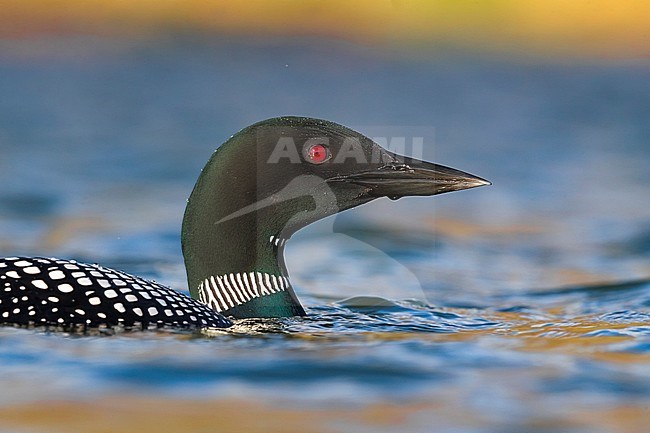Great Northern Diver (Gavia immer) in breeding plumage. Swimming in a lake in Iceland. stock-image by Agami/Daniele Occhiato,