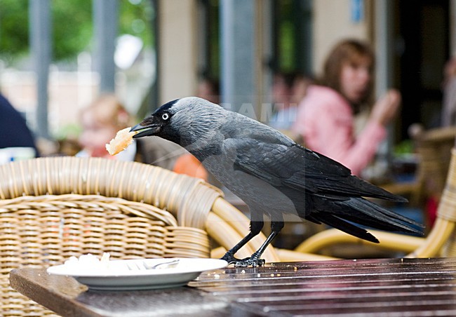 Common Jackdaw stealing food ; Kauw voedsel stelend op een terras stock-image by Agami/Marc Guyt,