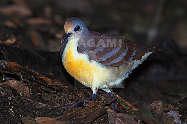 Cinnamon Ground Dove (Gallicolumba rufigula) walking through leaf litter on forest floor. stock-image by Agami/Dubi Shapiro,