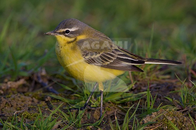 Gele Kwikstaart; Yellow Wagtail stock-image by Agami/Daniele Occhiato,