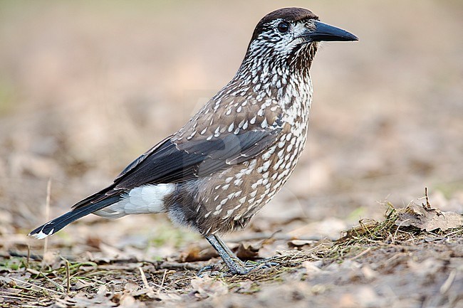 Spotted Nutcracker (Nucifraga caryocatactes) in urban area in Wageningen in the Netherlands. stock-image by Agami/Wil Leurs,