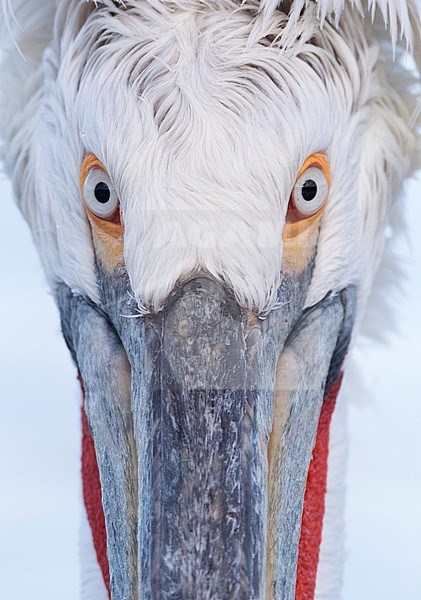 Close-up of adult Dalmatian Pelican (Pelecanus crispus) at Lake Kerkini, Greece stock-image by Agami/Marc Guyt,