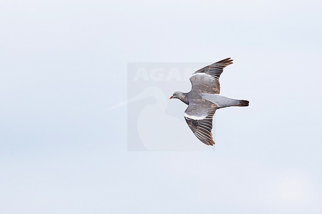 First year or immature Wood Pigeon (Columba palumbus) in flight stock-image by Agami/Mathias Putze,