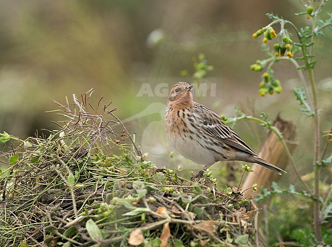 Summer plumage male Red-throated Pipit (Anthus cervinus) sitting in herbs in a field is a rare visitor in the Netherlands during migration in spring and autumn stock-image by Agami/Ran Schols,