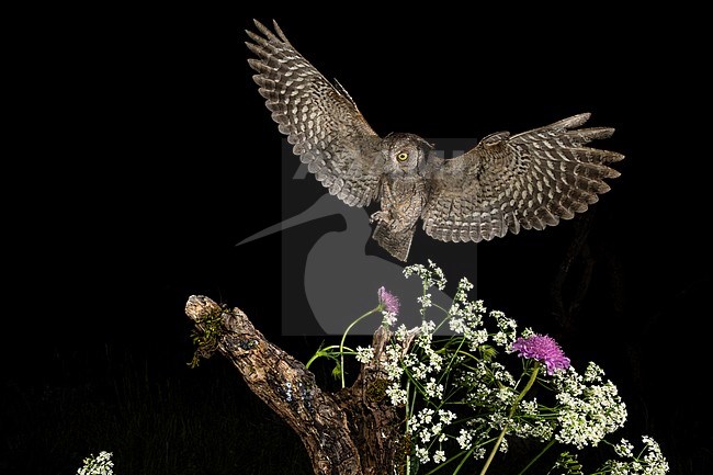 Eurasian Scops Owl (Otus scops scops) during the night in Italy. Landing on a stump of a tree surrounded by spring flowers. stock-image by Agami/Alain Ghignone,