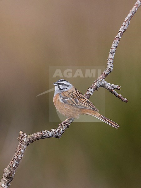 Grijze Gors; Rock Bunting; Emberiza cia stock-image by Agami/Daniele Occhiato,