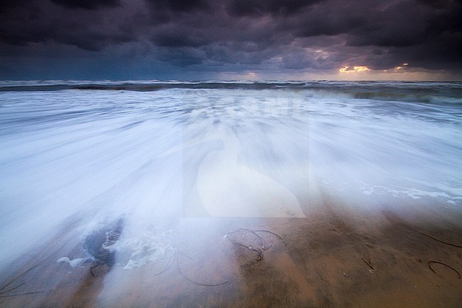 Branding van stormachtige Noordzee met zeewier op voorgrond; Surf of stormy North Sea with seaweed in foreground stock-image by Agami/Menno van Duijn,