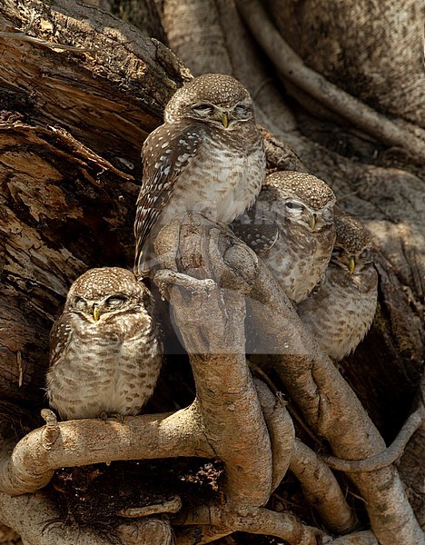 Spotted Owlet (Athene brama) 4 chicks sitting together in tree at Kanha National Park, India stock-image by Agami/Helge Sorensen,