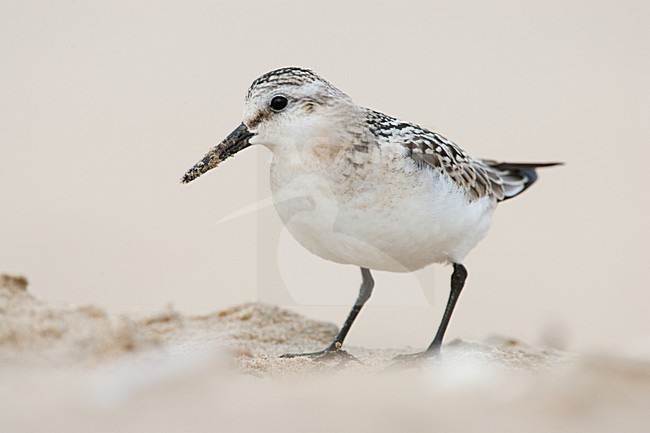 Drieteenstrandloper, Sanderling, Calidris alba stock-image by Agami/Menno van Duijn,