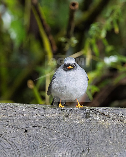 Black-faced Solitaire (Myadestes melanops) male perched on a fench stock-image by Agami/Roy de Haas,