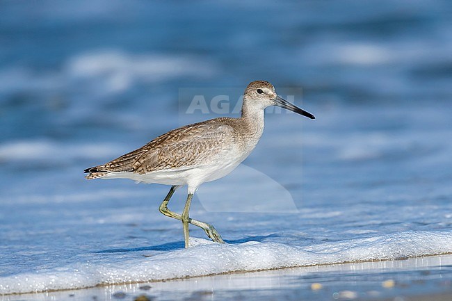 Western Willet hunted some crustacean along the St Pete Jetty in Cape May Point, New Jersey. August 2016. stock-image by Agami/Vincent Legrand,