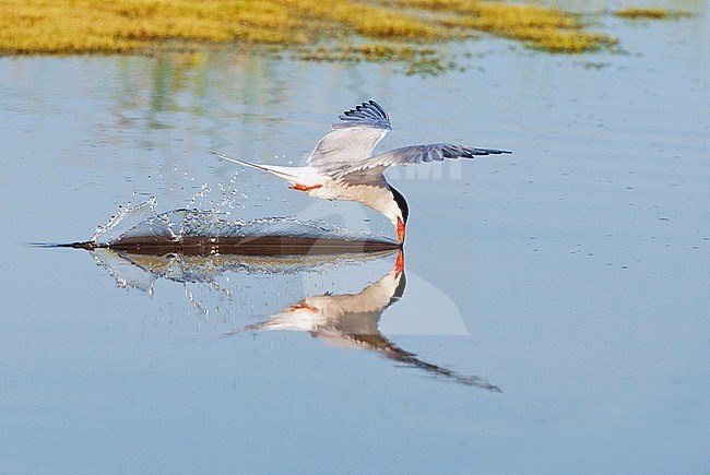 Adult Common Tern (Sterna hirundo) flying over saltpans near Skala Kalloni on the island of Lesvos, Greece. Drinking in flight, showing perfect reflection in the water surface. stock-image by Agami/Marc Guyt,