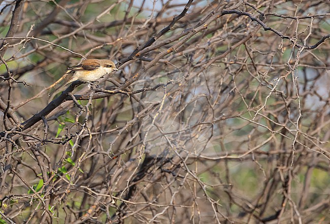 First-winter Bay-backed Shrike, Lanius vittatus, during autumn migration in India. stock-image by Agami/Marc Guyt,