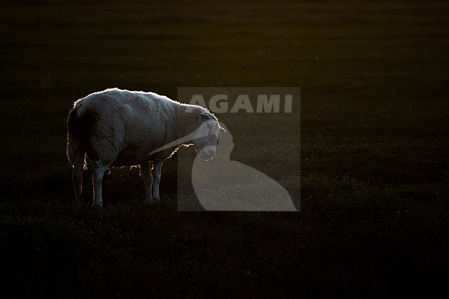 Domestic sheep for dike care in the German Wadden Sea area. Standing in a green meadow. stock-image by Agami/Ralph Martin,