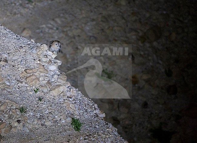 Desert Tawny Owl (Strix hadorami), formerly known as Hume's owl, in Israel. Near the Dead Sea. stock-image by Agami/Marc Guyt,