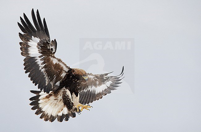 Golden Eagle  (Aquila chrysaetos) Norway November 2013 stock-image by Agami/Markus Varesvuo,