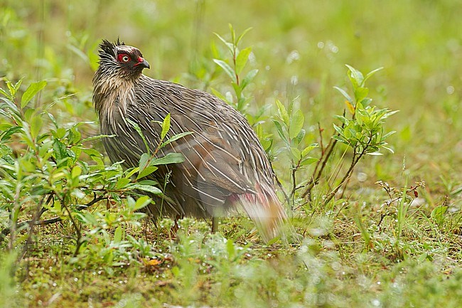 Blood Pheasant (Ithaginis cruentus) Perched on the ground in China stock-image by Agami/Dubi Shapiro,