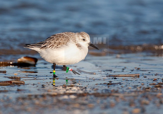 Running Sanderling (Calidris alba) on North Sea beach of Katwijk in the Netherlands. Color banded for research. stock-image by Agami/Marc Guyt,