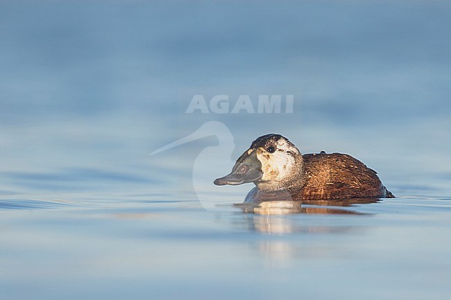 Probably 2nd CY male White-headed Duck (Oxyura leucocephala) swimming with beautiful late afternoon winter light on a blue colored lake in a nature reserve in Spain. Side view on eye-level. stock-image by Agami/Ralph Martin,