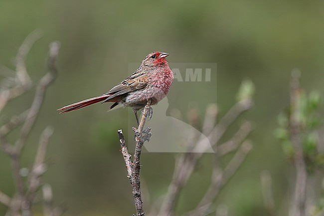 Male Przevalski's finch (Urocynchramus pylzowi) on Tibetan plateau, Qinghai, China. Also known as  Przewalski's finch or Przevalski's pinktail. stock-image by Agami/James Eaton,