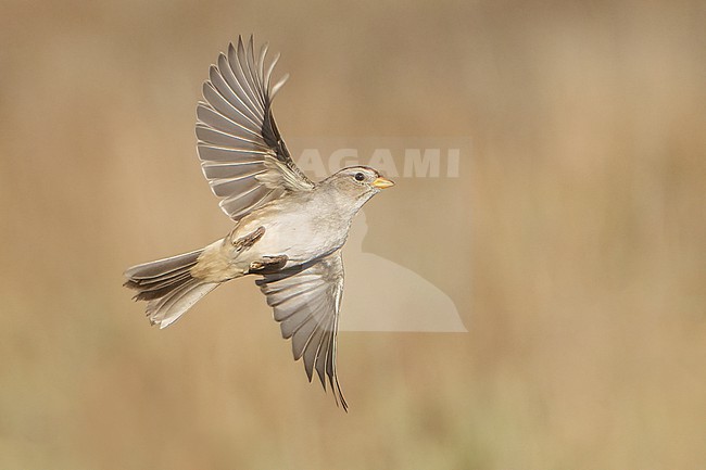 Immature
Santa Barbara Co., CA
November 2021 stock-image by Agami/Brian E Small,