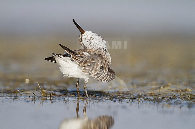Broad-billed Sandpiper - SumpflÃ¤ufer - Limicola falcinellus, Oman, 2nd cy stock-image by Agami/Ralph Martin,