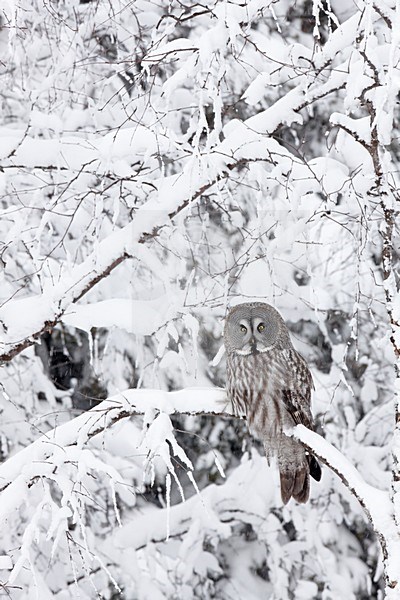 Laplanduil in winters bos; Great Grey Owl in winter forest stock-image by Agami/Markus Varesvuo,