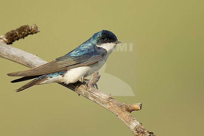 Adult male
Kamloops, British Columbia
June 2015 stock-image by Agami/Brian E Small,