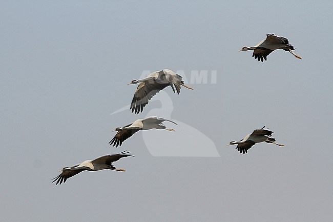 Jufferkraanvogel in vlucht; Demoiselle Crane (Anthropoides virgo) in flight stock-image by Agami/James Eaton,