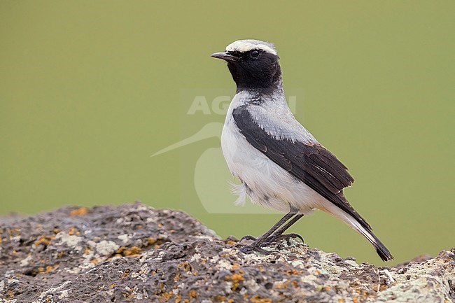 Seebohm’s Wheatear (Oenanthe seebohmi), side view of adult male standing on a rock in Morocco stock-image by Agami/Saverio Gatto,