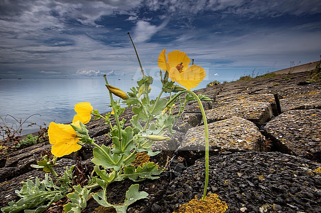 Yellow Horn-poppy,  Glaucium flavum stock-image by Agami/Wil Leurs,