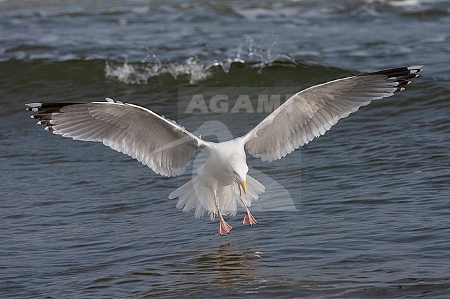 Adult European Herring Gull (Larus argentatus) landing in the Dutch Wadden Sea at Vlieland. With wings spread wide out. stock-image by Agami/Marc Guyt,