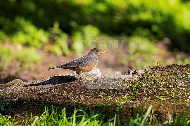 An adult female Black-breasted Thrush (Turdus dissimilis) is showing up an a glade stock-image by Agami/Mathias Putze,