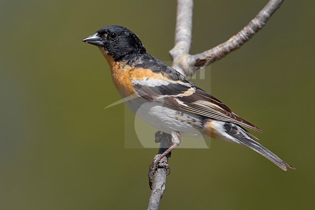 Mannetje Keep in zomerkleed op een tak; Male Brambling in summer plumage perched on a branch stock-image by Agami/Daniele Occhiato,