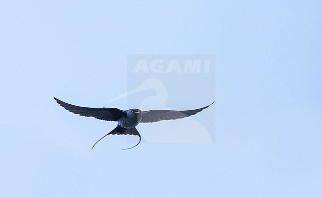 Flying Blue Swallow (Hirundo atrocaerulea) in South Africa. stock-image by Agami/Pete Morris,