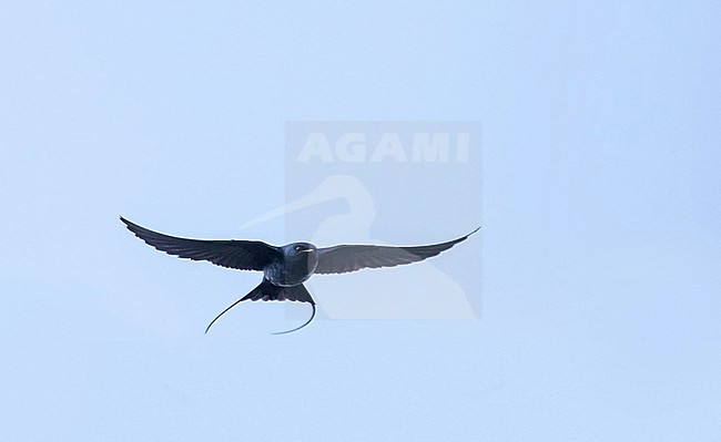 Flying Blue Swallow (Hirundo atrocaerulea) in South Africa. stock-image by Agami/Pete Morris,