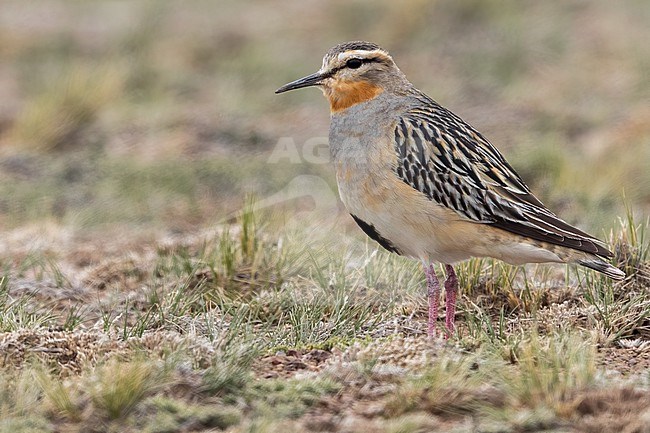Tawny-throated Dotterel (Oreopholus ruficollis) Perched on the ground in Argentina stock-image by Agami/Dubi Shapiro,