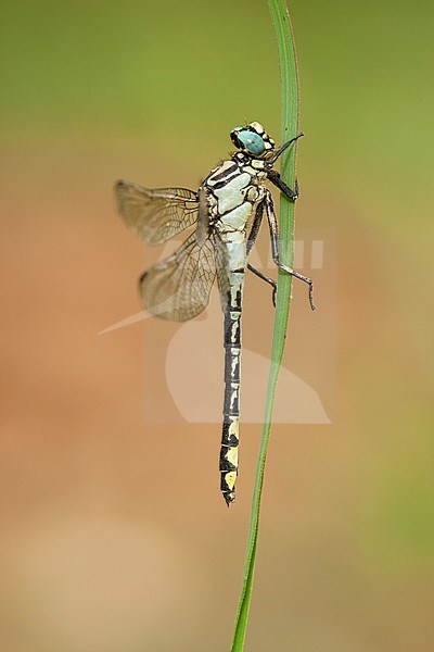 Vrouwtje Tukse rombout, Female Gomphus schneiderii stock-image by Agami/Wil Leurs,