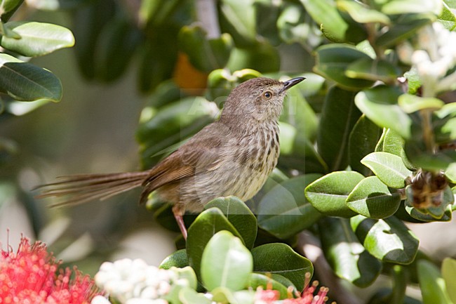 Karoo-prinia in struik; Karoo Prinia in low bush stock-image by Agami/Marc Guyt,