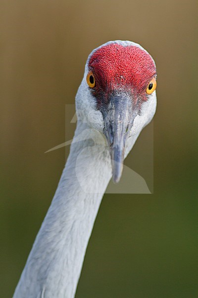 Sandhill Crane (Grus canadensis) in a wetland near Vancouver, BC, Canada. stock-image by Agami/Glenn Bartley,