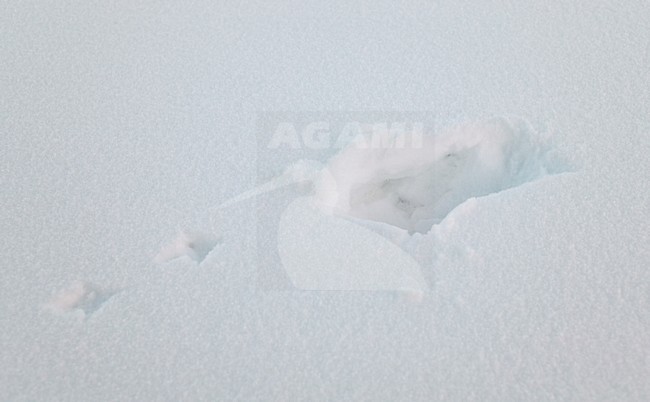 Sporen van Patrijs, Grey Partridge tracks stock-image by Agami/Markus Varesvuo,