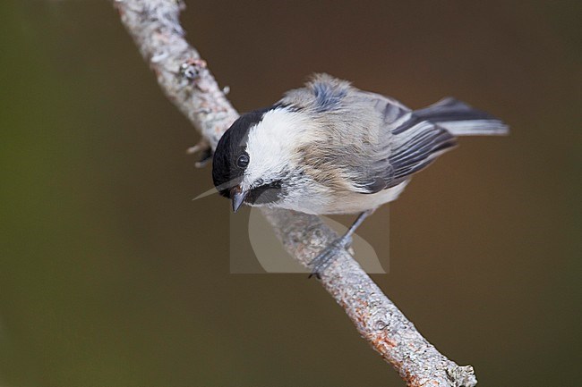 Willow Tit - Weidenmeise - Poecile montanus ssp. montanus, Austria stock-image by Agami/Ralph Martin,