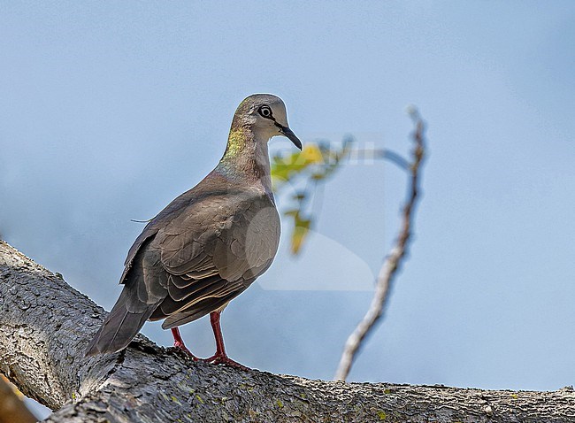 Caribbean Dove (Leptotila jamaicensis) on Jaimaca. stock-image by Agami/Pete Morris,
