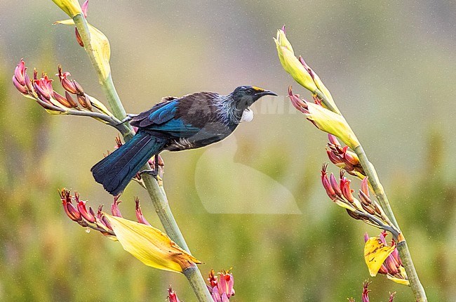 Chatham Island Tui (Prosthemadera novaeseelandiae chathamensis) on the main island of the Chatham Islands. Sitting sideways on a branch of a tropical plant during light rain. stock-image by Agami/Marc Guyt,