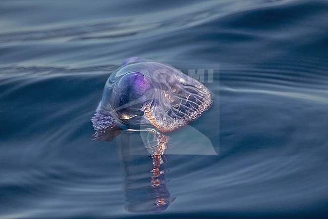 Portuguese man o' war (Physalia physalis) at sea off the Azores, Portugal. it superficially resembles a jellyfish, but it is in fact a siphonophore: a colonial organism, made up of many smaller units called zooids. stock-image by Agami/Pete Morris,